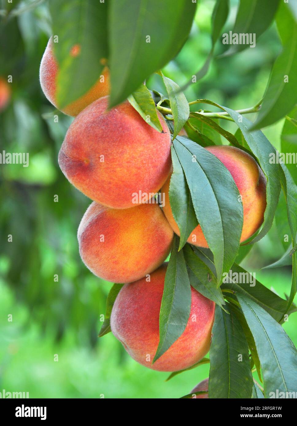 On the branch of a tree with green leaves grow ripe peach fruits Stock ...
