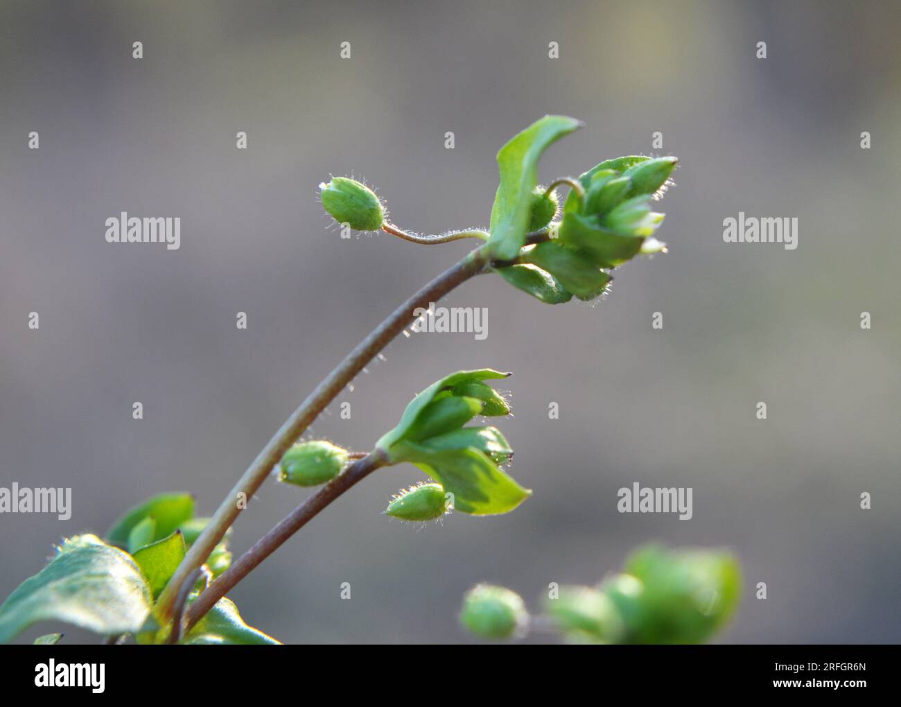 In the spring, Stellaria media grows in the wild Stock Photo