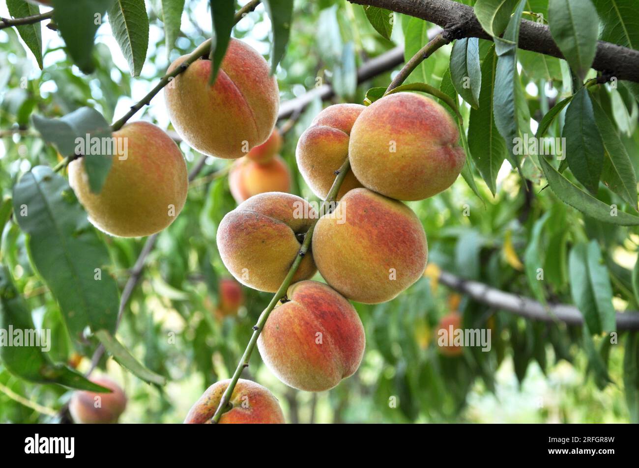 On the branch of a tree with green leaves grow ripe peach fruits Stock ...