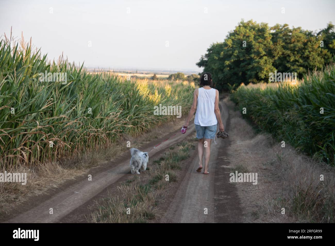 Young woman walking in nature with two small white dogs on the leash. Friendship and togetherness between humans and dog pets Stock Photo