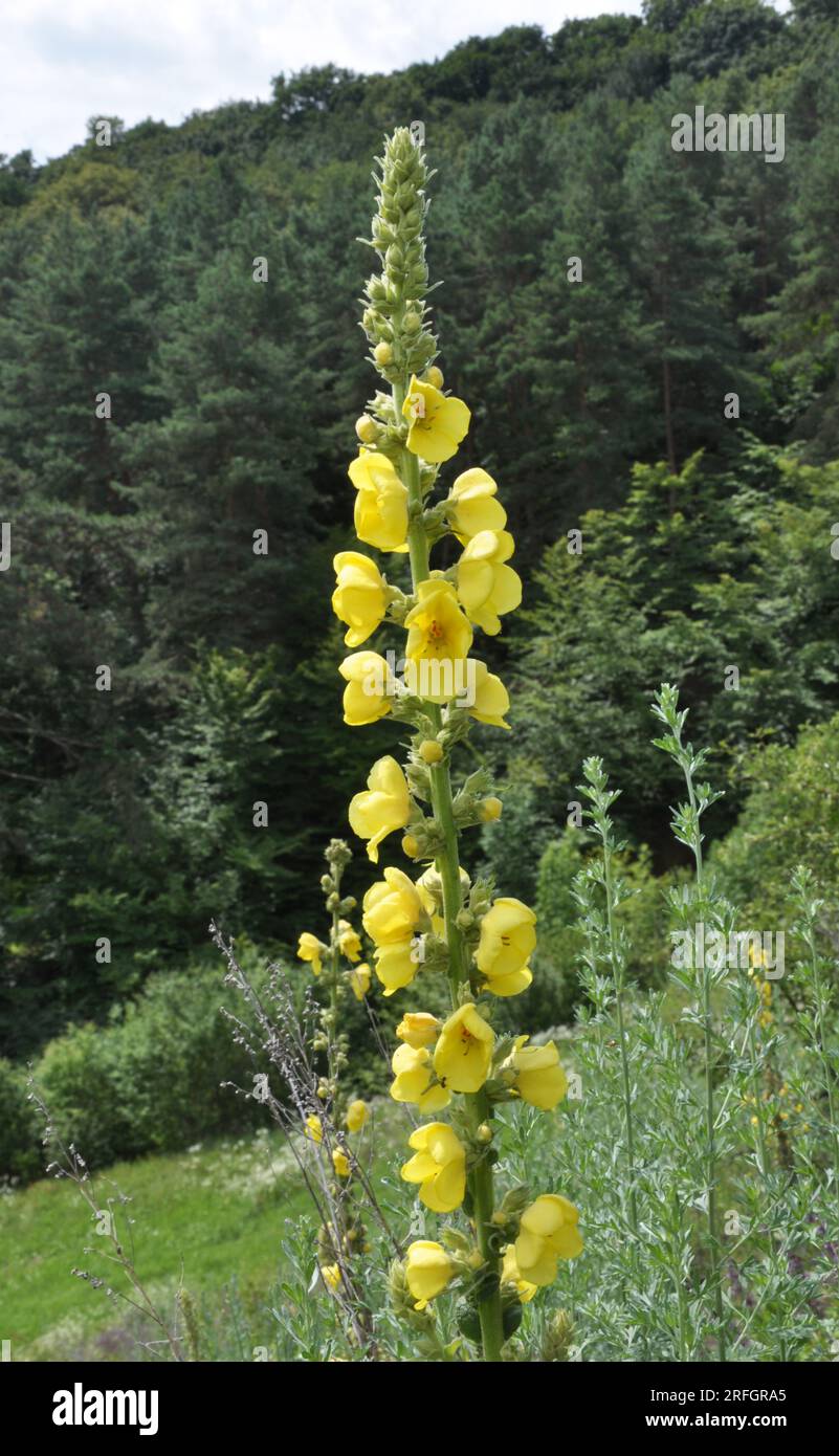 In the summer, mullein (Verbascum) blooms in the wild Stock Photo