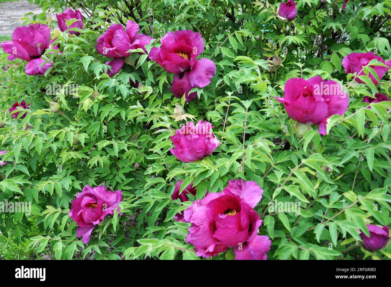 In the spring in the garden on the flowerbed peony blooms tree-like (Paeonia suffruticosa). Stock Photo