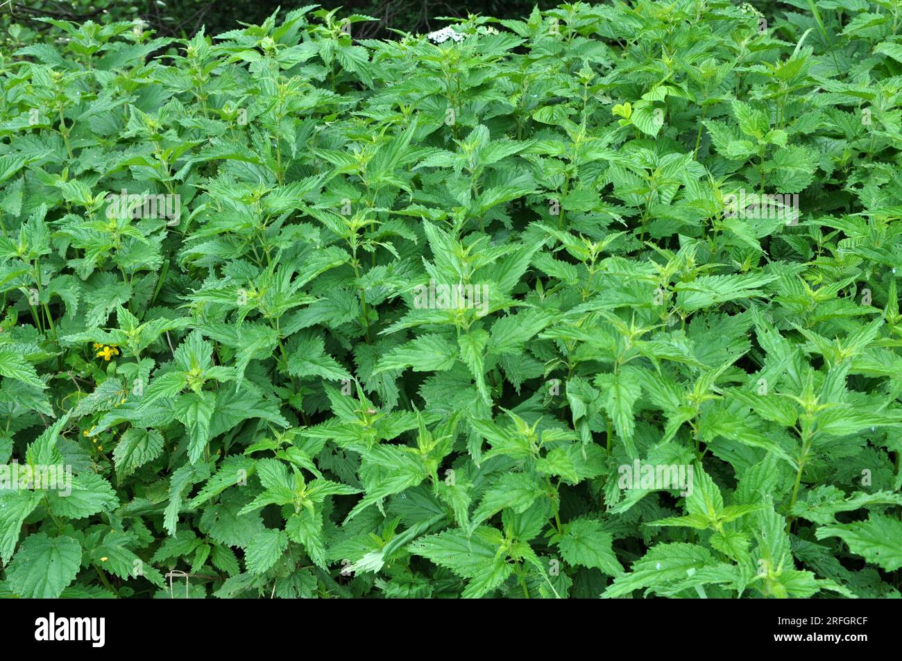 The nettle dioecious (Urtica dioica) with green leaves grows in natural ...