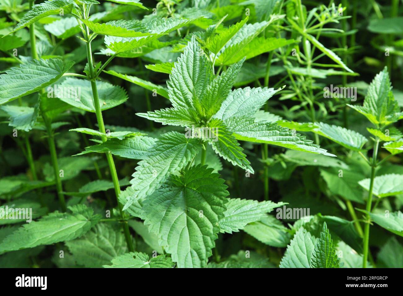 The nettle dioecious (Urtica dioica) with green leaves grows in natural ...