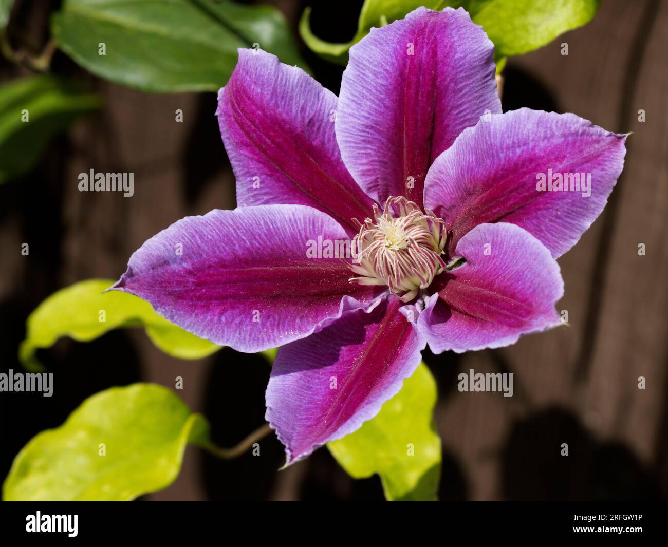 Clematis Flower Head Stock Photo