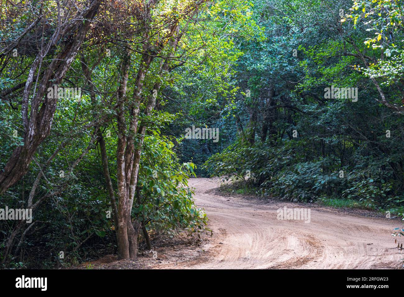 Phinda Game Reserve, South Africa — May 2, 2023. Photo of the dirt road in the jungle leading to the lodge. Stock Photo