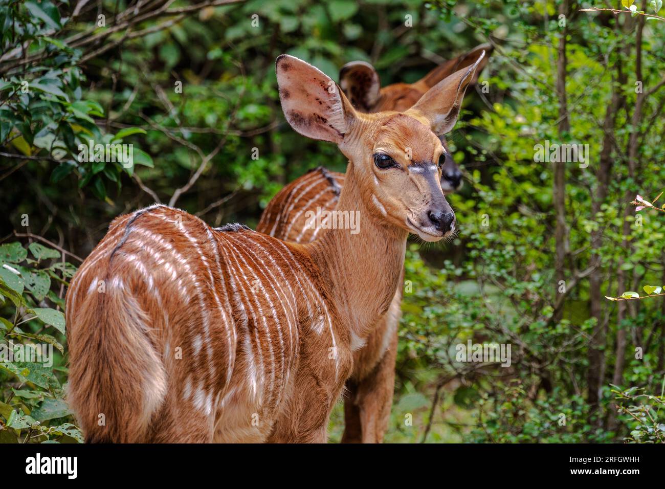 Phinda Game Reserve, South Africa — May 2, 2023. Telephoto image of African deer in the woodlands. Stock Photo