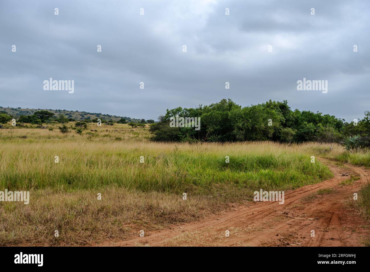Phinda Game Reserve, South Africa — May 2, 2023. Stock Photo