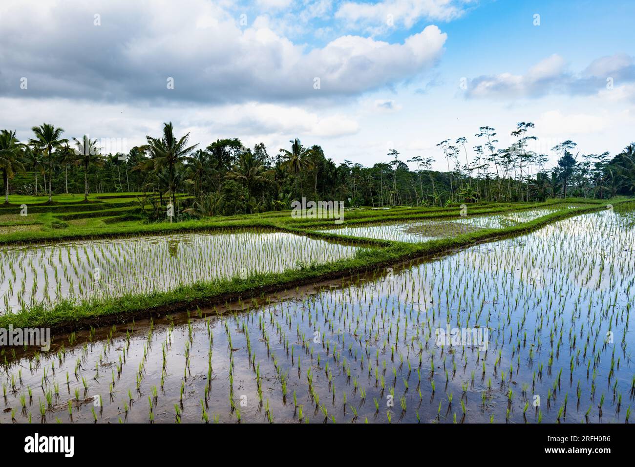 Rice paddy field landscape in Indonesia. Rice terrace agricultural land ...