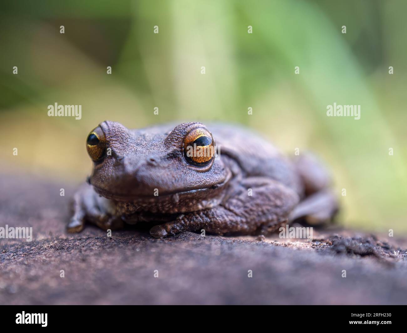 Macrophotography of a brown frog resting on a clay tile, captured in a farm near the town of Arcabuco in the eastern Andes of central Colombia. Stock Photo