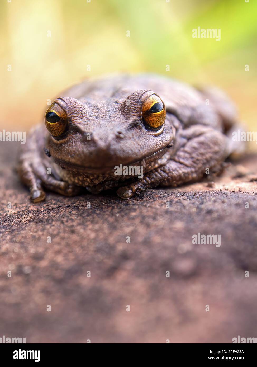 Macrophotography of a brown frog resting on a clay tile, captured in a farm near the town of Arcabuco in the eastern Andes of central Colombia. Stock Photo