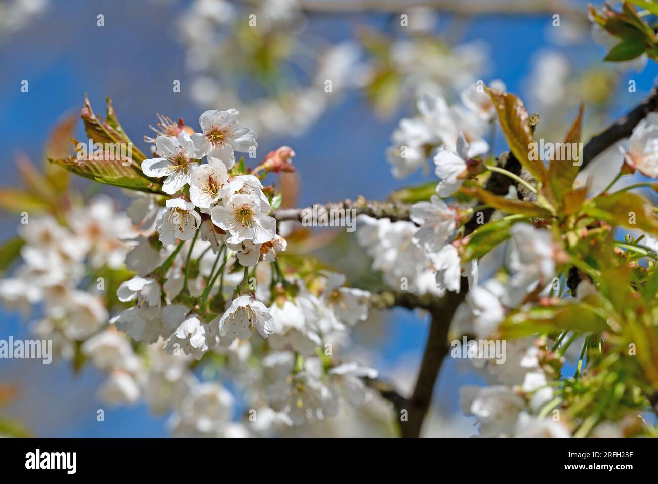 Flowering cherry tree, Prunus avium, in spring Stock Photo