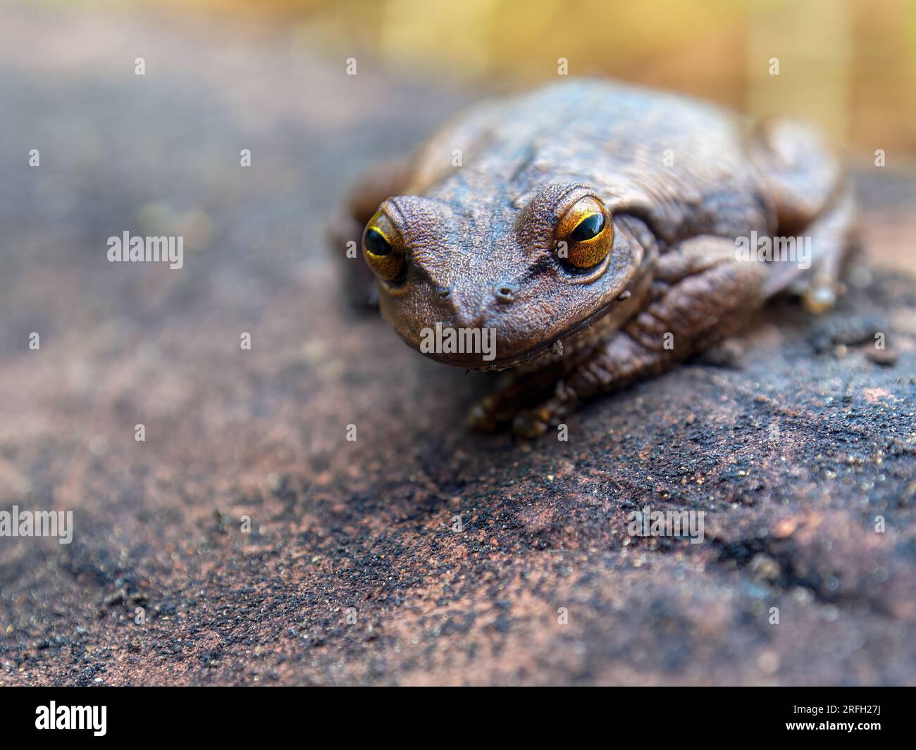Macrophotography of a brown frog resting on a clay tile, captured in a farm near the town of Arcabuco in the eastern Andes of central Colombia. Stock Photo