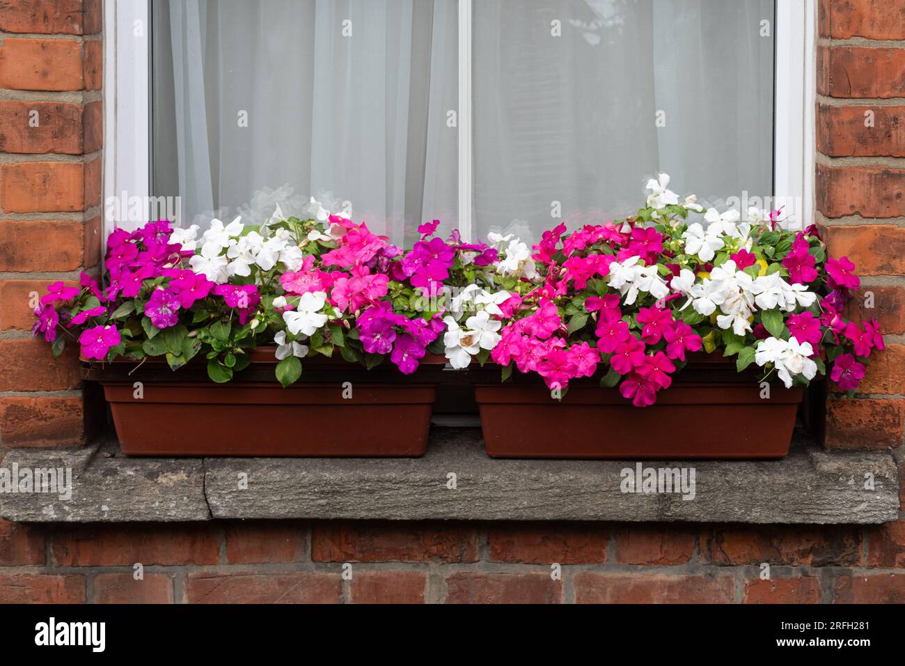 Colourful pink and white flowers planted in window boxes, UK Stock