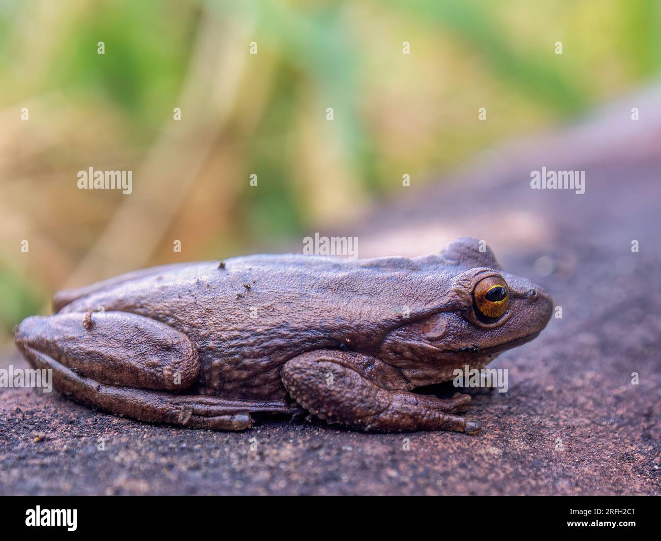 Macrophotography of a brown frog resting on a clay tile, captured in a farm near the town of Arcabuco in the eastern Andes of central Colombia. Stock Photo