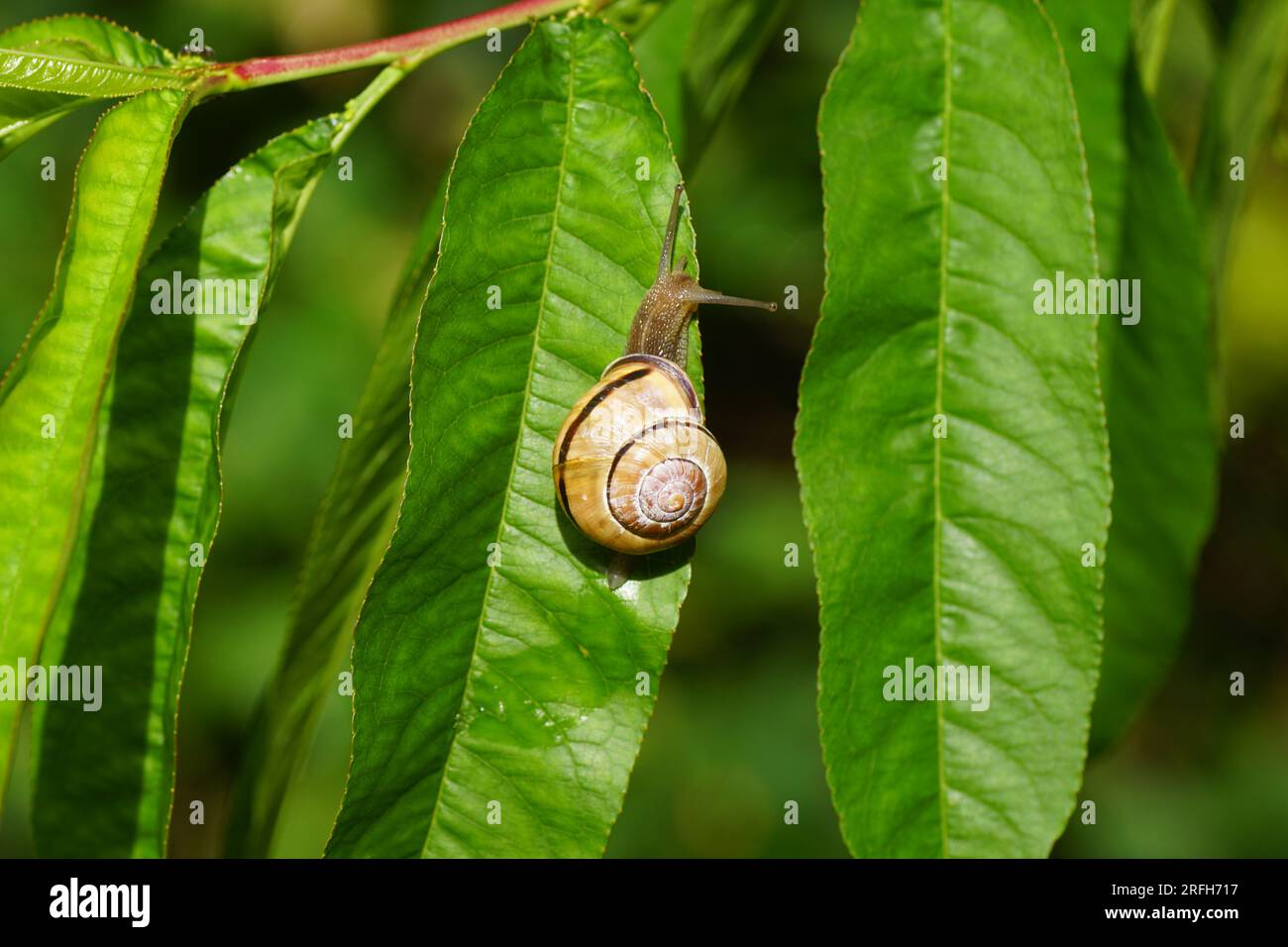 Grove snail or brown-lipped snail (Cepaea nemoralis) of the family Helicidae on a leaf of the peachtree, Prunus persica Melred. Dutch garden, summer, Stock Photo