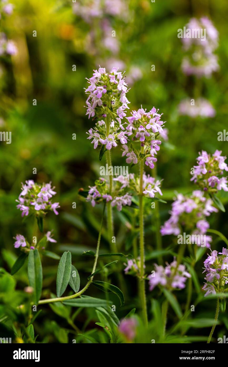 The genus Thymus contains about 350 species of aromatic perennial herbaceous plants and subshrubs to 40 cm tall in the family Lamiaceae, native to tem Stock Photo