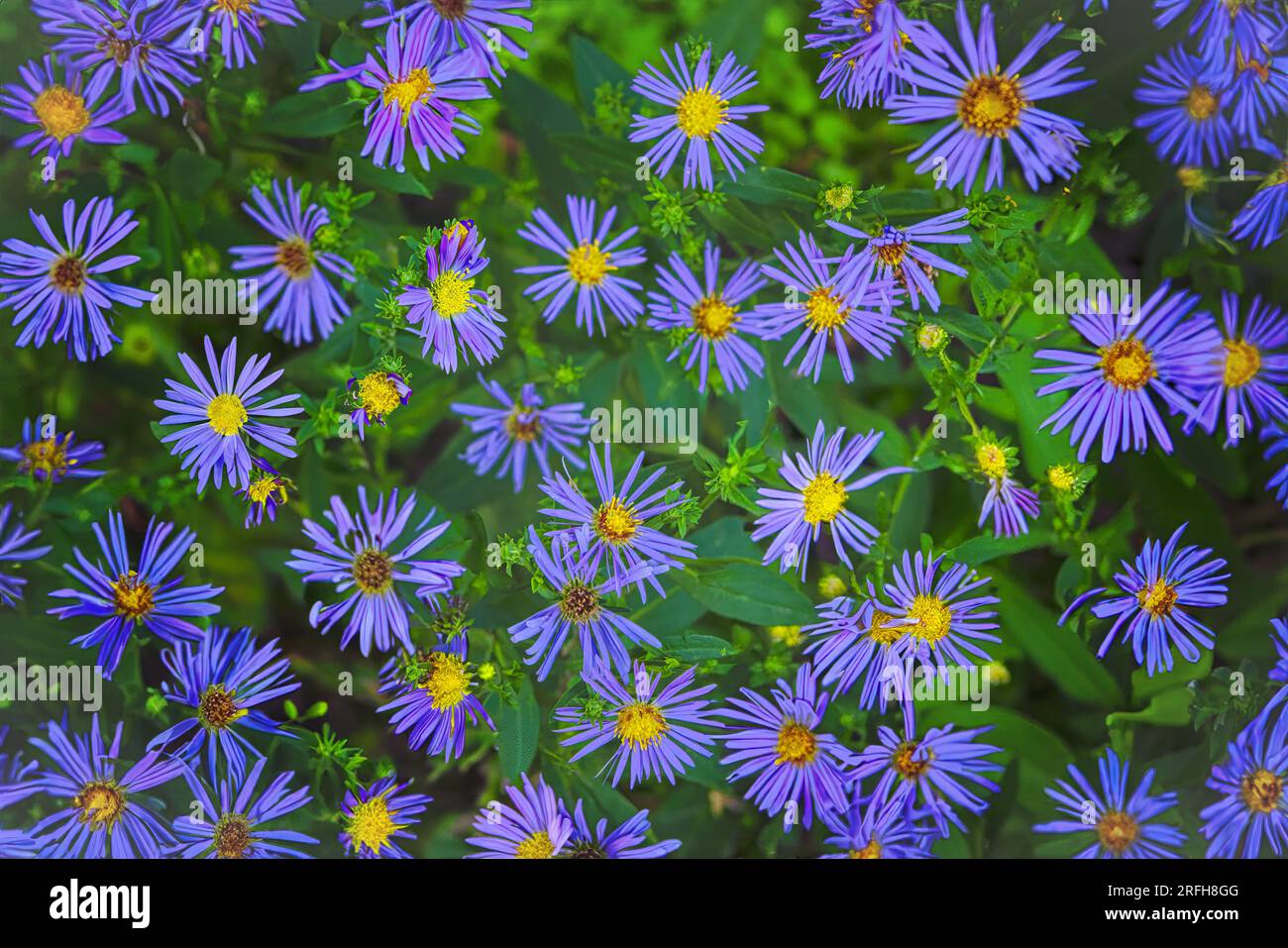 Purple Michaelmas daisy flowers, Aster amellus Rudolf goethe, in a garden. Stock Photo