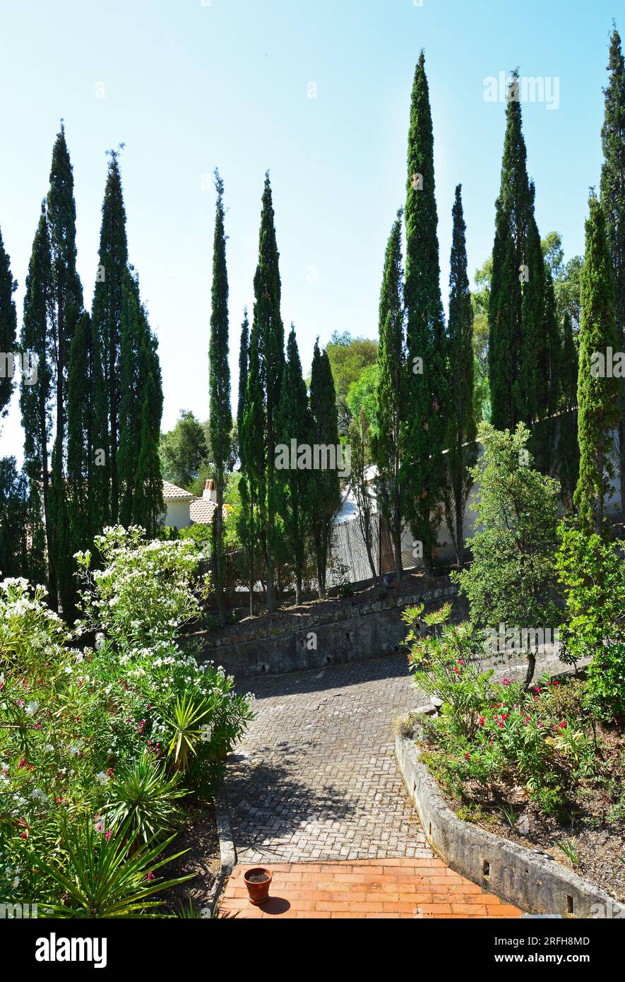 Tall trees in flower bed hi-res stock photography and images - Alamy