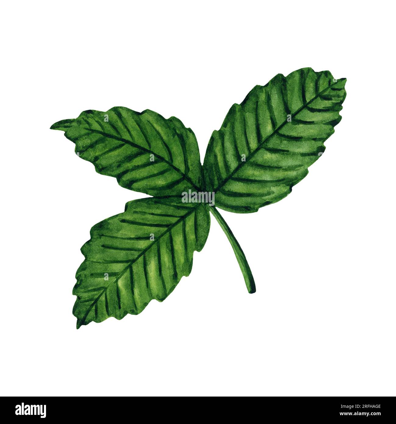 Strawberry plant leaves isolated on white background, hand drawn