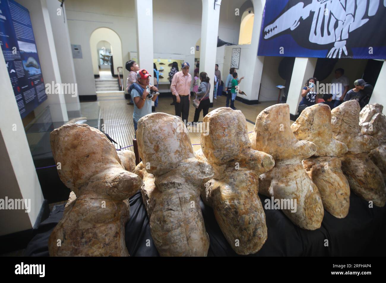 Whale fossil peru hi-res stock photography and images - Alamy