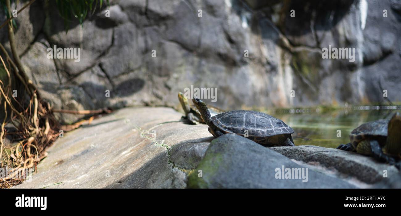 Snake necked turtle hi-res stock photography and images - Alamy