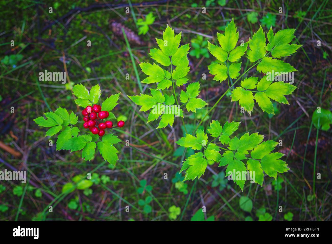 The poisonous red berry from baneberry plant Actaea rubra in a forest close-up. Stock Photo