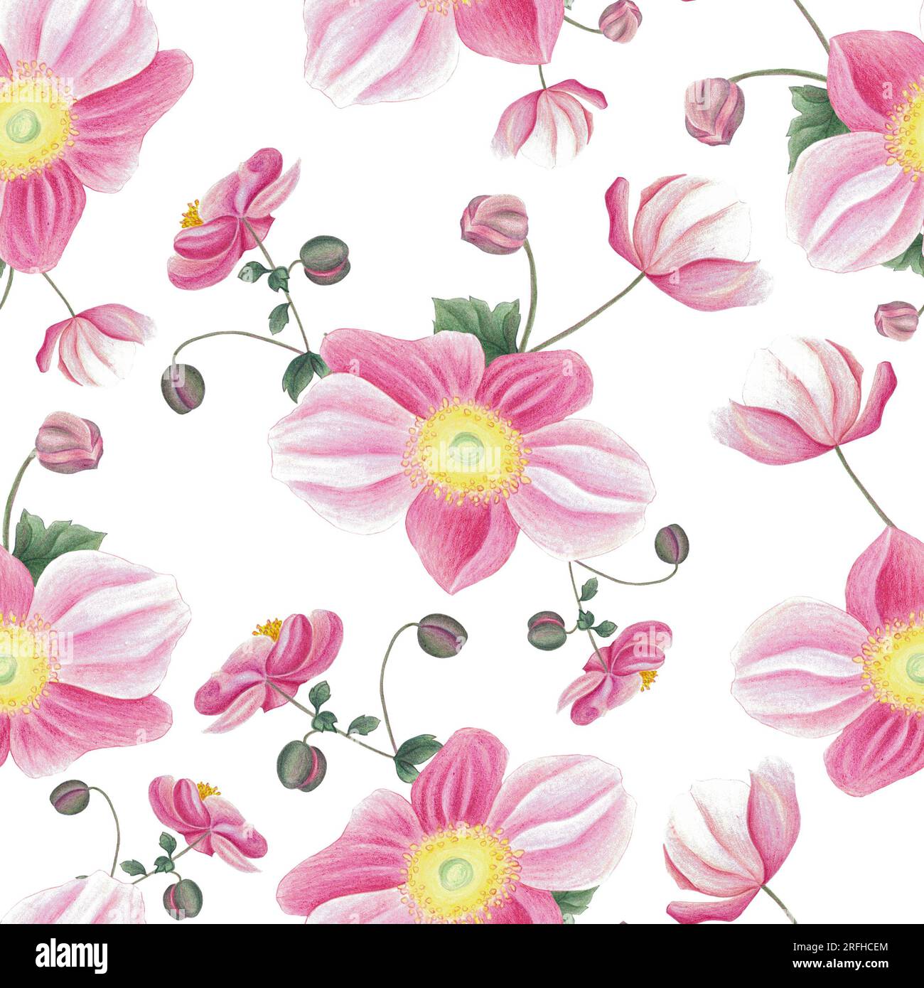 Seamless pattern with pink anemone, leaves and bud. Hand drawn illustration isolated on white. Botanical background for fabric, wrapping paper Stock Photo