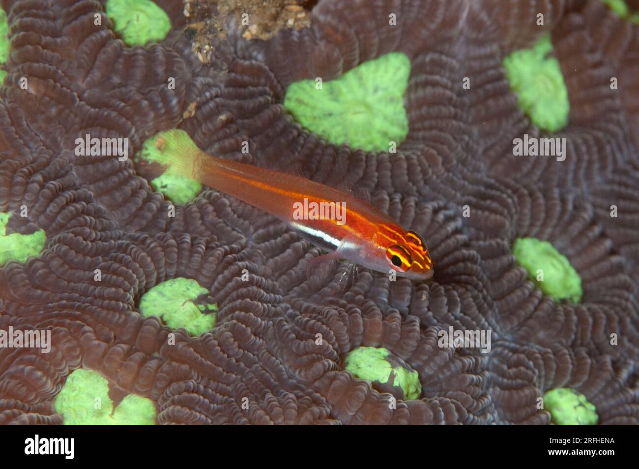 Neon Pygmygoby, Eviota pellucida, on Hard Coral, Scleractinia  Order, calyces, Makawide Wall dive site, Lembeh Straits, Sulawesi, Indonesia Stock Photo