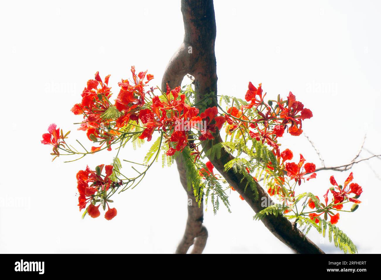 Delonix regia is a species of flowering plant in the bean family Fabaceae, also known as royal poinciana, flamboyant, phoenix flower, flame of the for Stock Photo