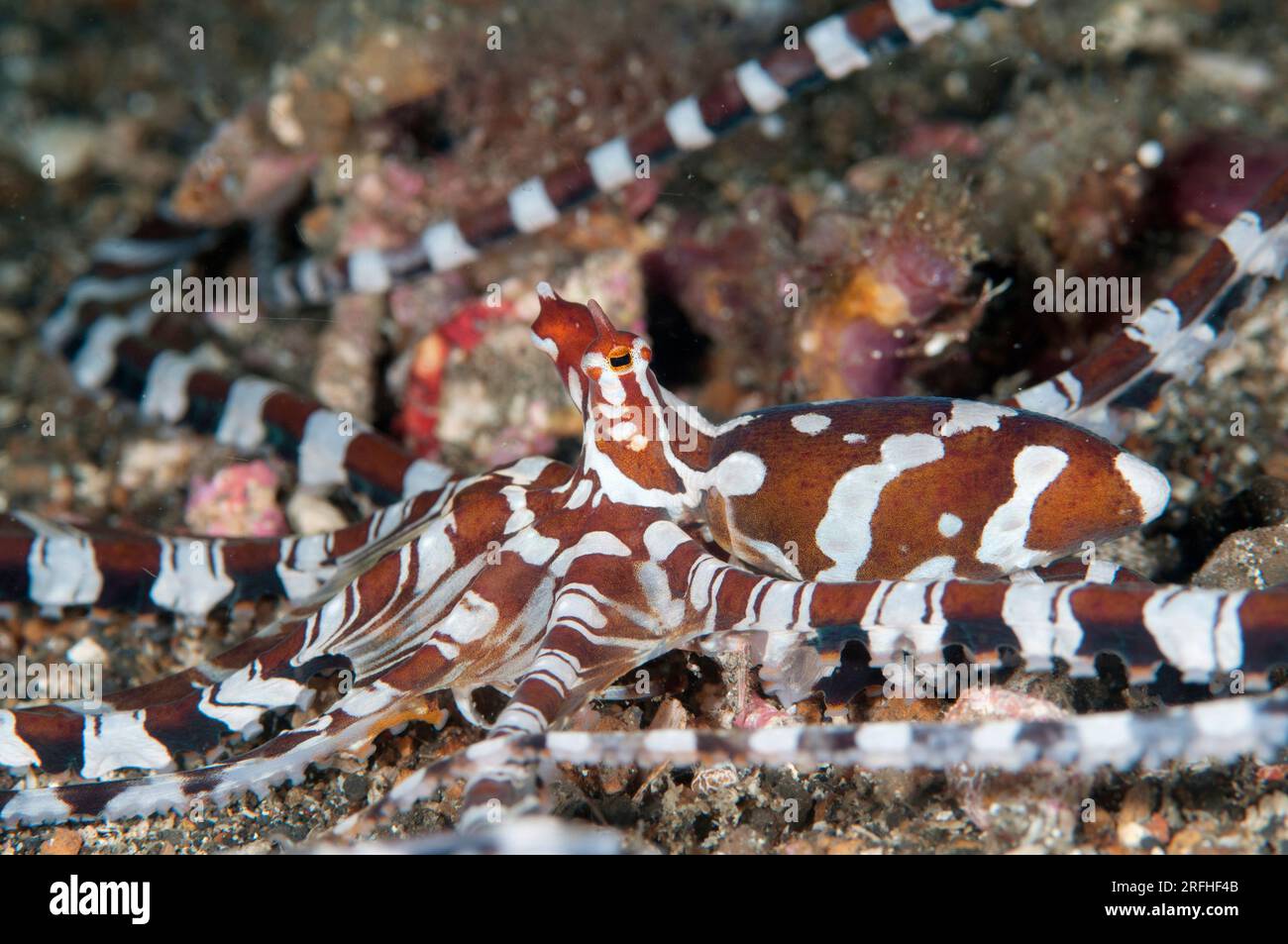 Banded octopus hi-res stock photography and images - Alamy