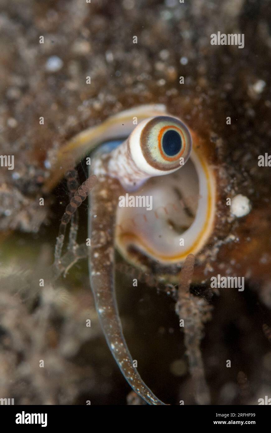 Eyes of Conch Shell, Strombus sp, TK1 dive site, Lembeh Straits, Sulawesi, Indonesia Stock Photo
