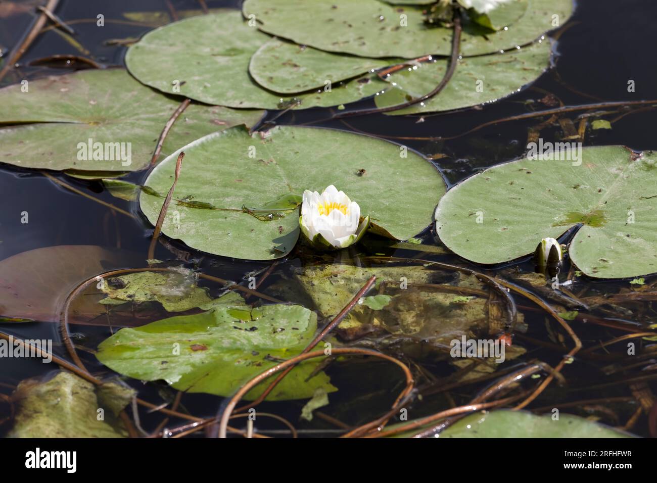 Aquatic plants white water lily hi-res stock photography and images - Alamy