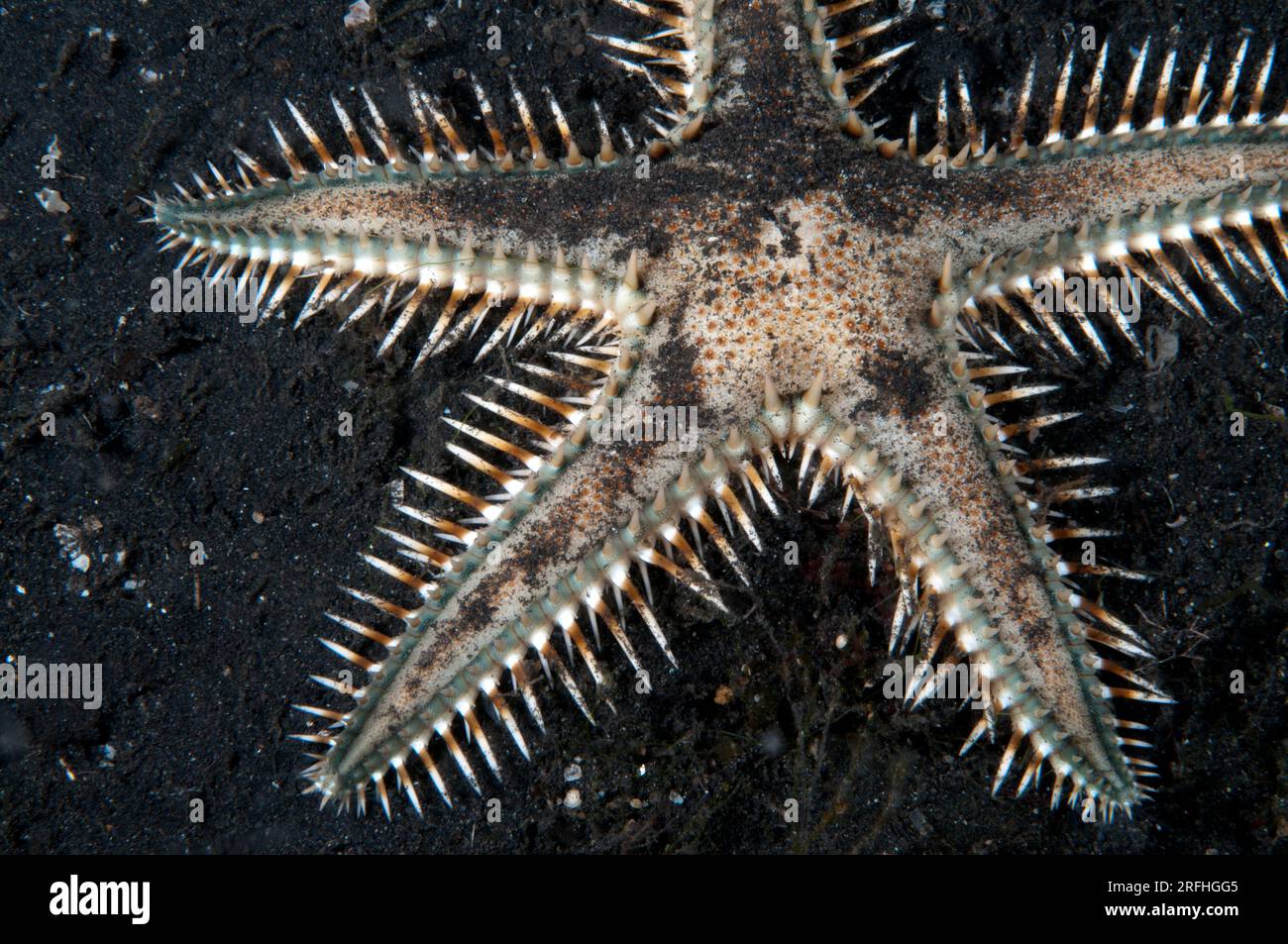 Nocturnal Sand Sifting Sea Star, Astropecten polyacanthus, on sand, night dive, TK1 dive site, Lembeh Straits, Sulawesi, Indonesia Stock Photo