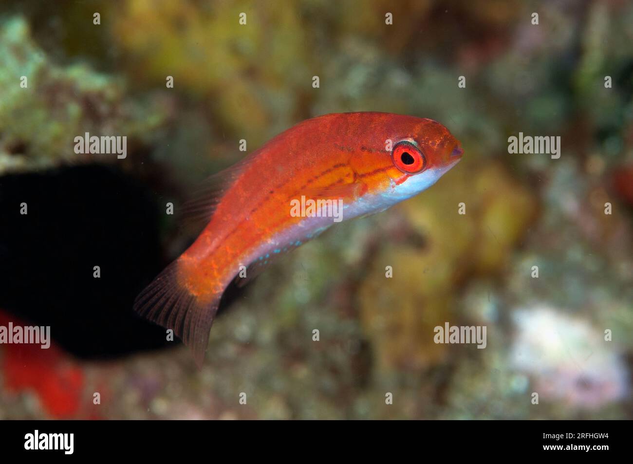 Flasher Wrasse, Paracheilinus sp, Tanjung Tebal dive site, Lembeh Straits, Sulawesi, Indonesia Stock Photo