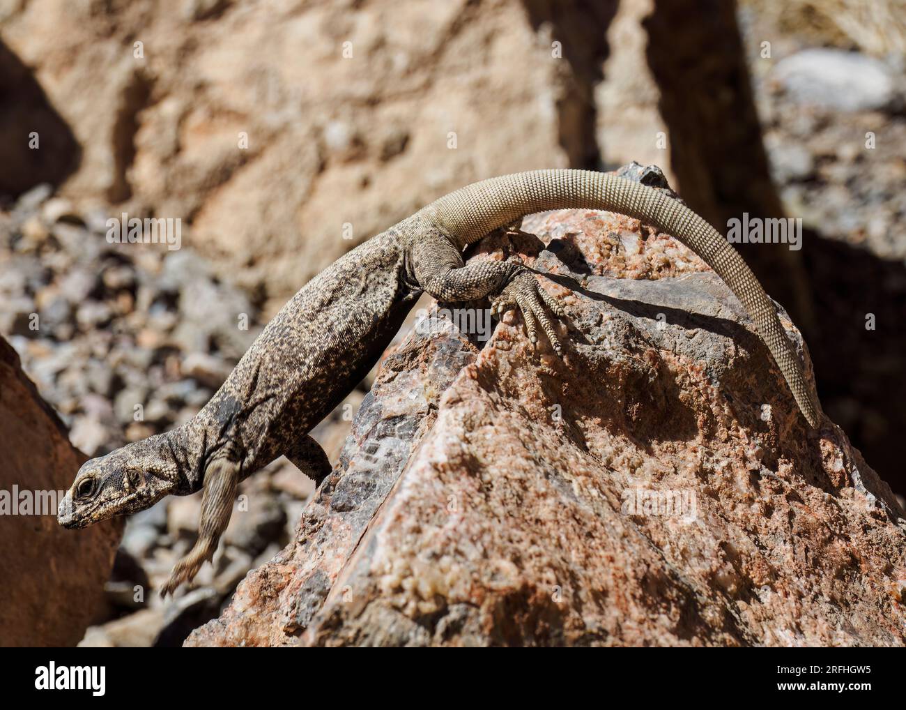 Common chuckwalla, Sauromalus ater, Leadfield in Titus Canyon in Death Valley National Park, California, USA. Stock Photo