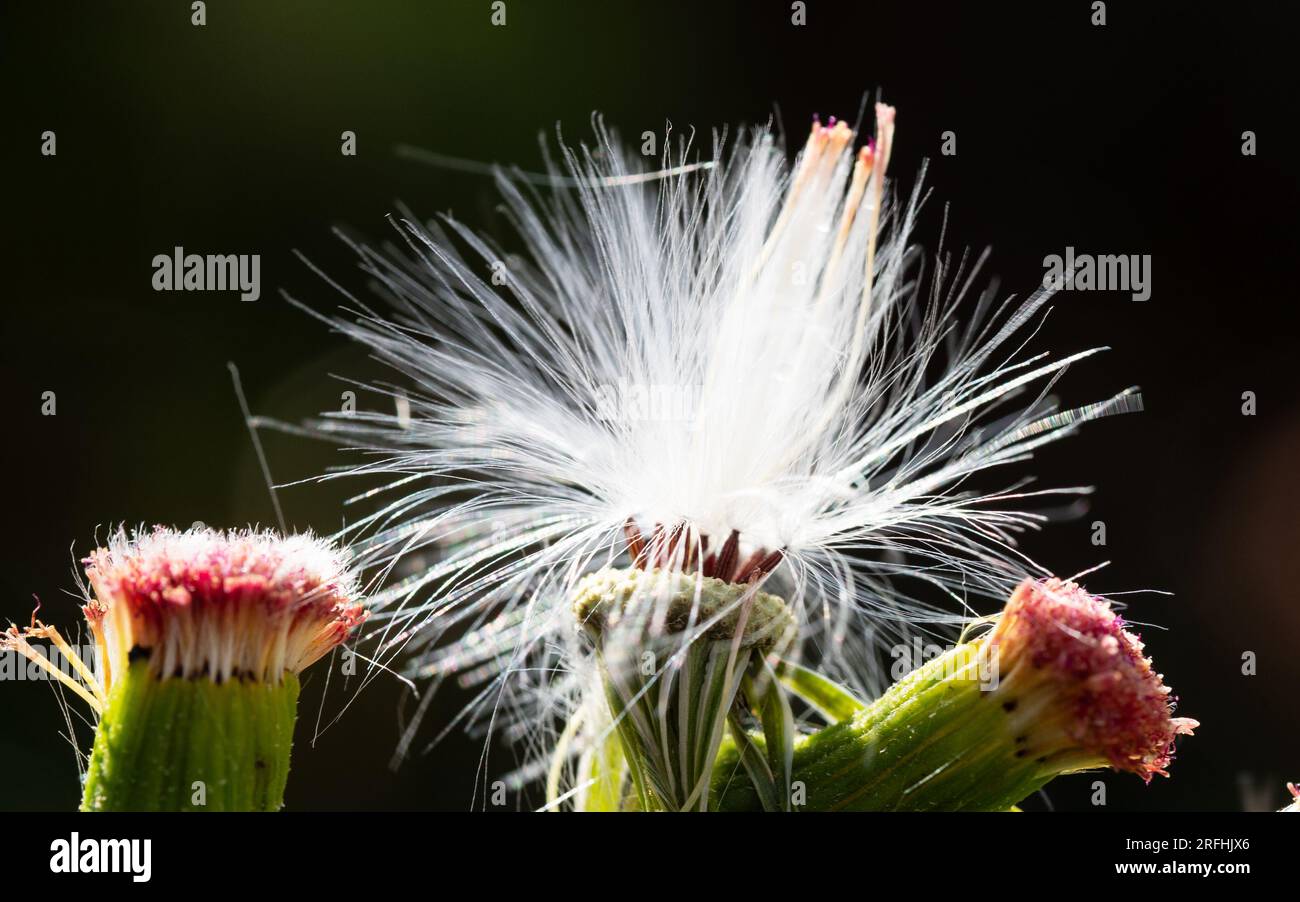 A tuffty white dried out seed head of the Thickhead Flower and two buds, closeup in bright sunlight on a dark background, being blown away by the wind Stock Photo