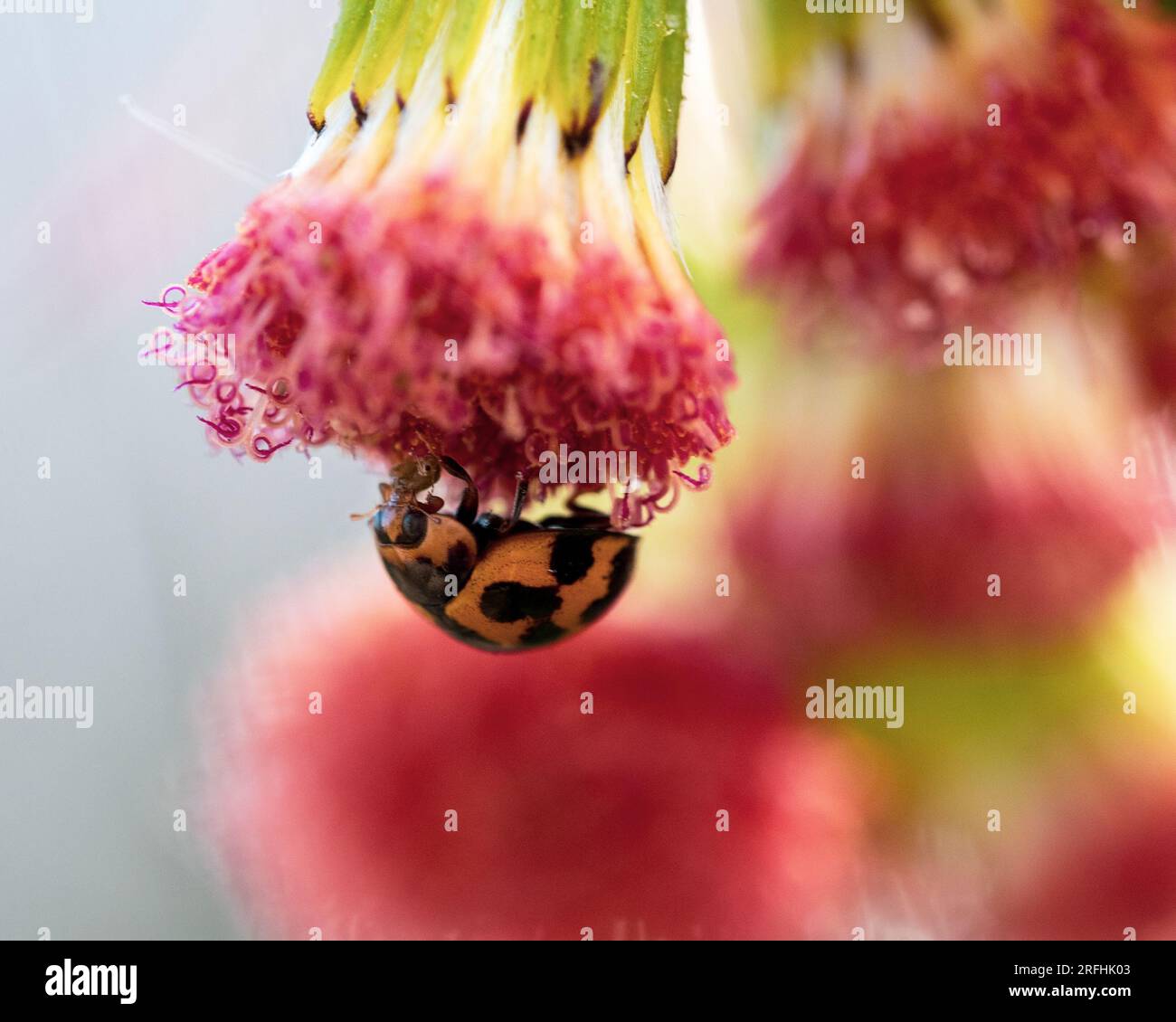 An orange with black spots ladybug underneath a  red Thickhead Flower , macro, blurred background Stock Photo