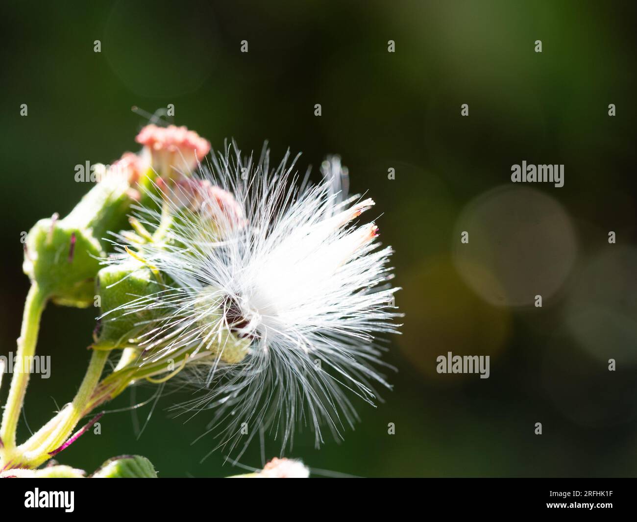 A tuffty white seed head of the Thickhead Flower , bright in the sunlight on a dark Bokeh background Stock Photo