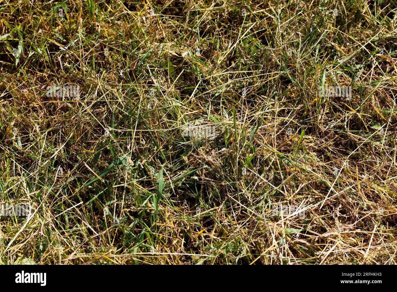 grass growing in the field , plants grow in the field in a free form