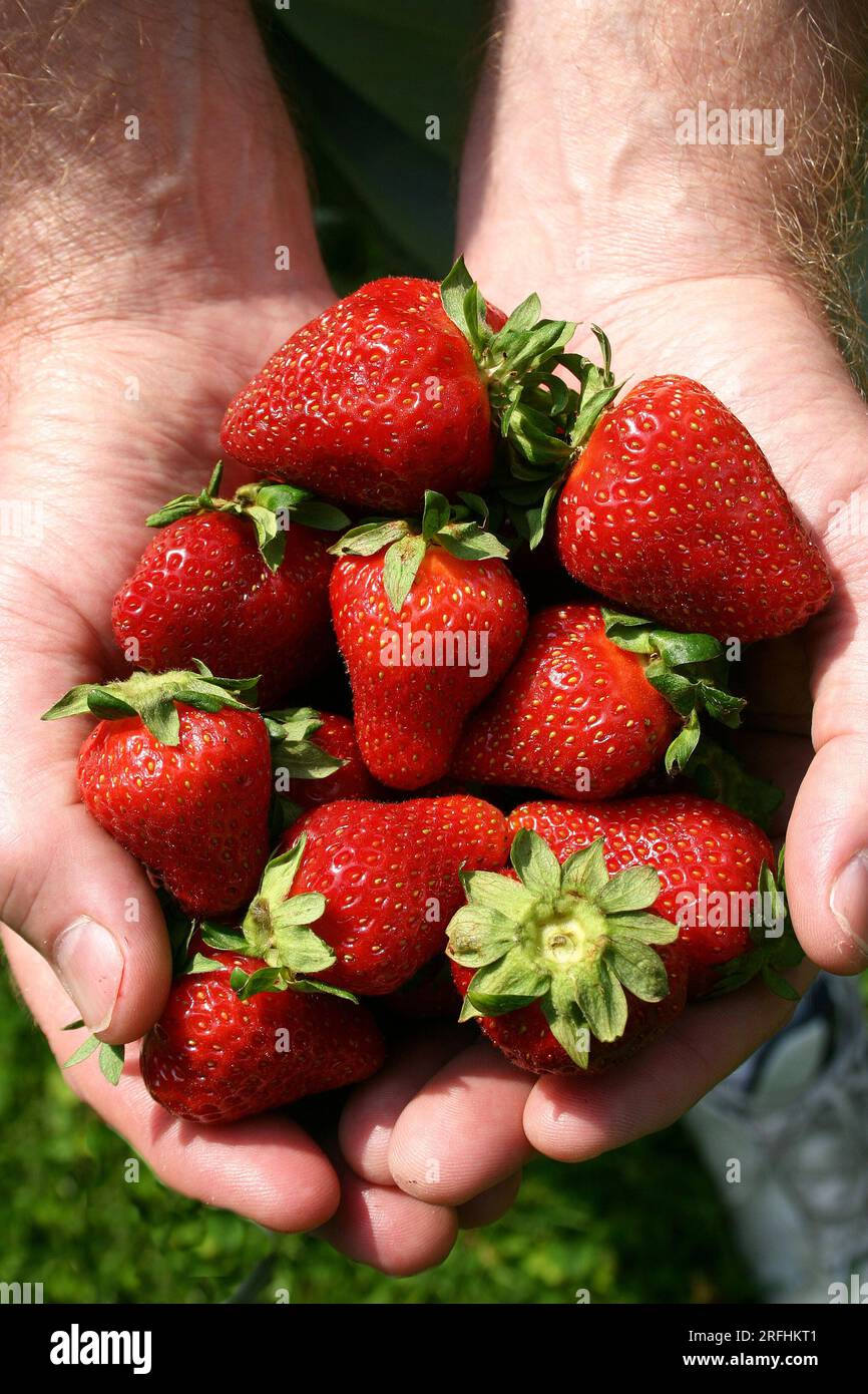 An old man's hands holding a box full of ripe strawberries Stock