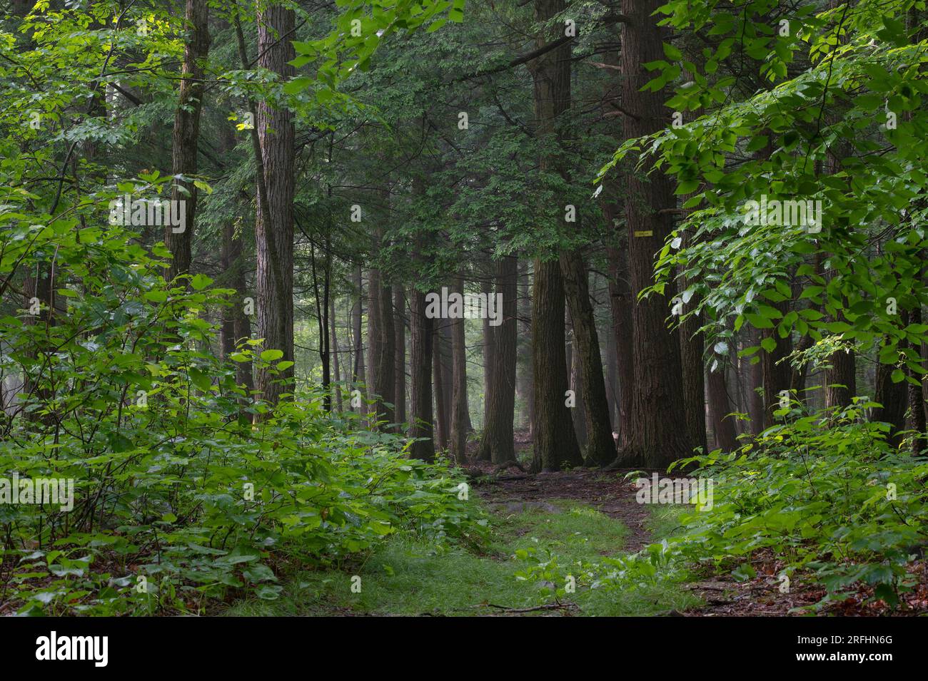 Forest Stock Photo