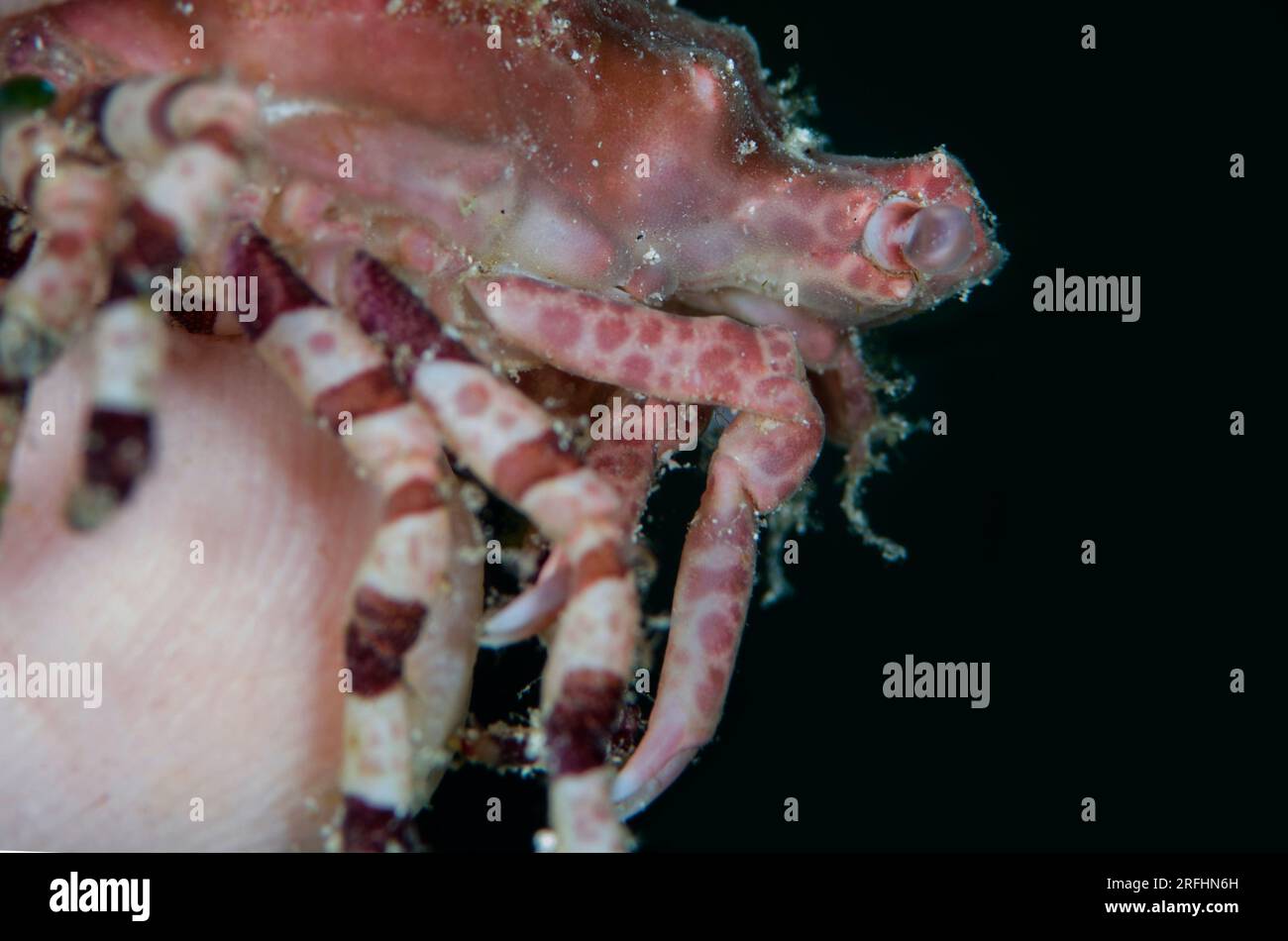 Corallimorph Decorator Crab, Cyclocoeloma tuberculata, Babylon dive site, Reta Island, near Alor, Indonesia Stock Photo