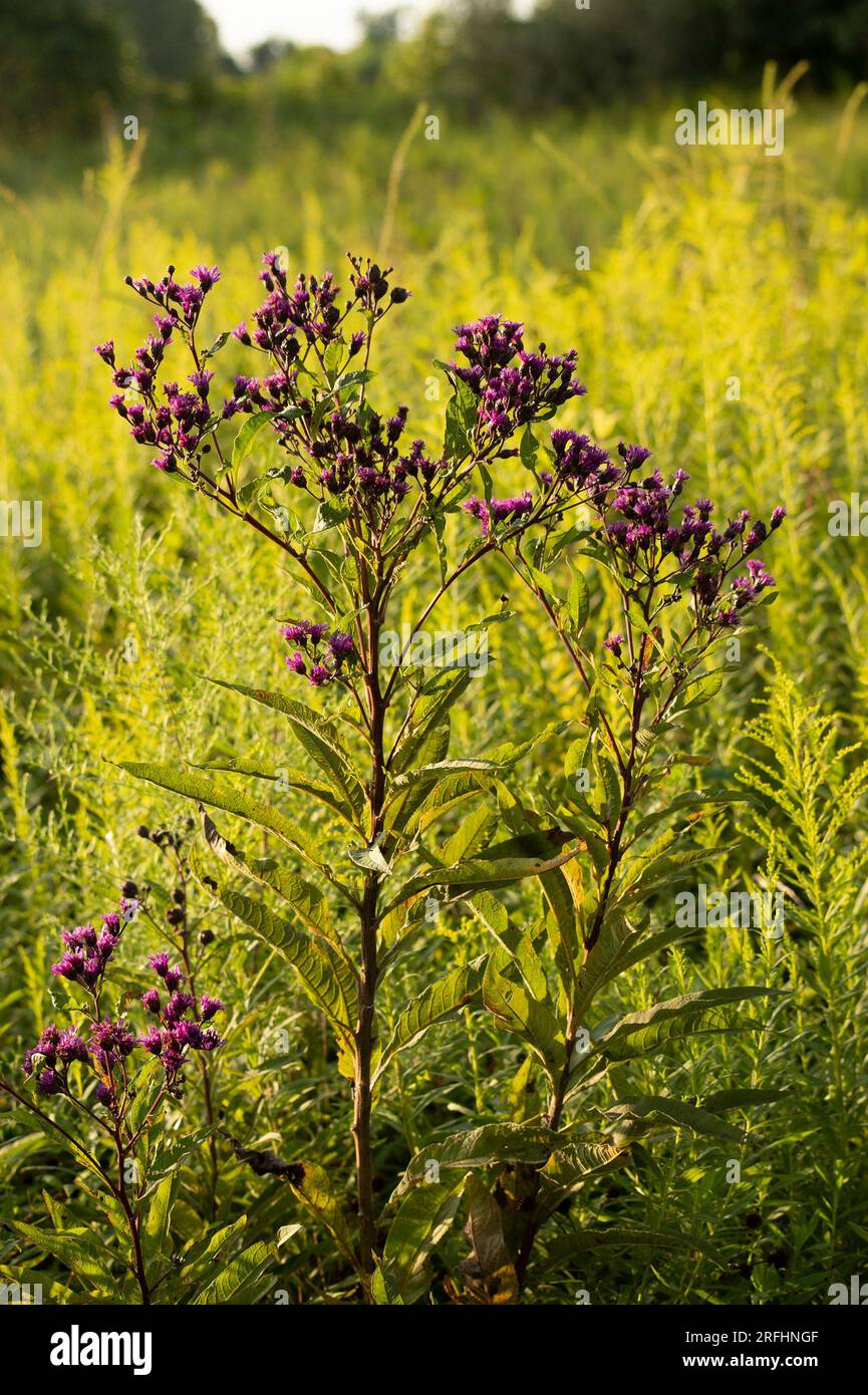 Iron weed flowers Stock Photo Alamy