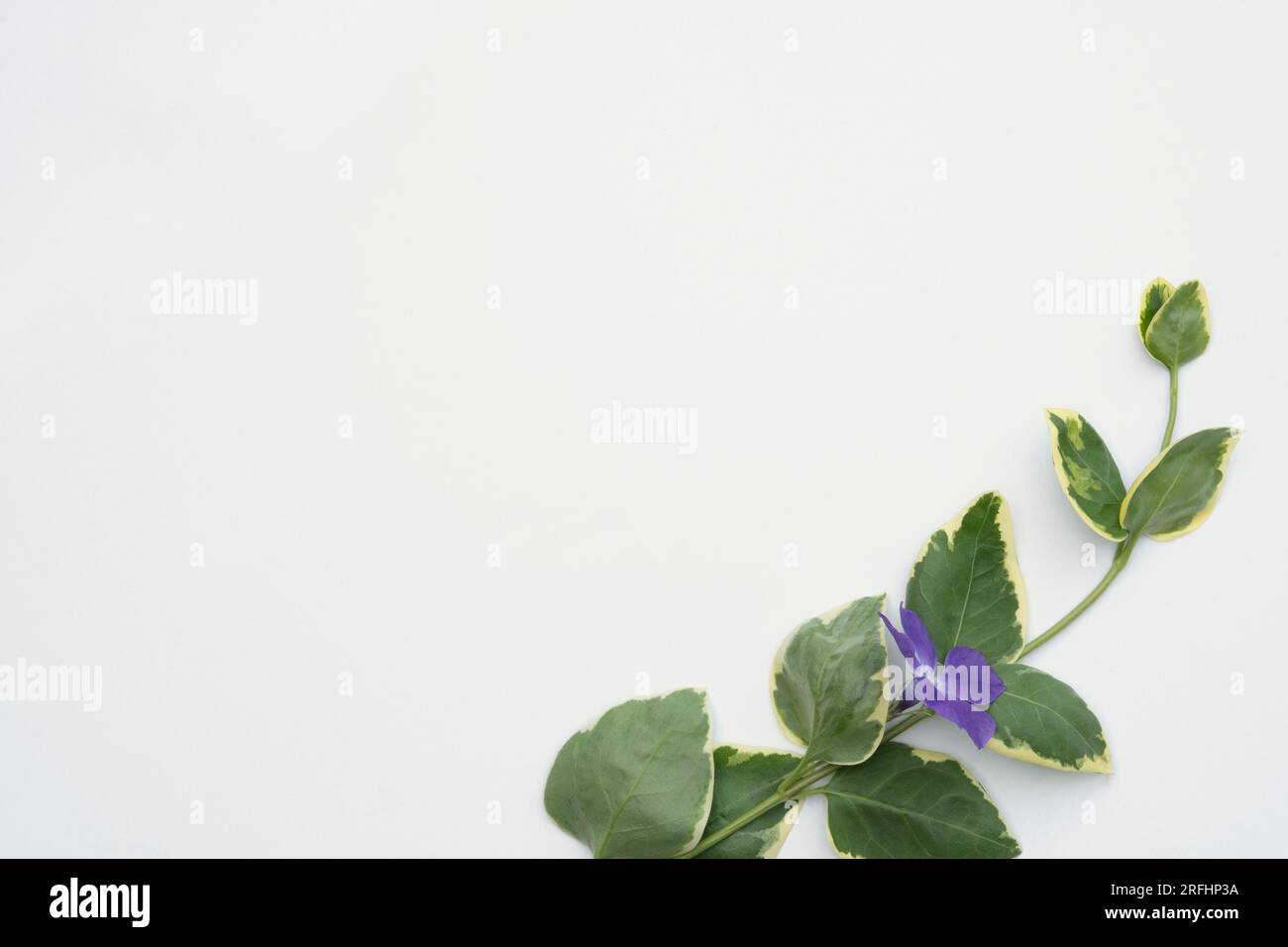 Flower concept Stock Photo