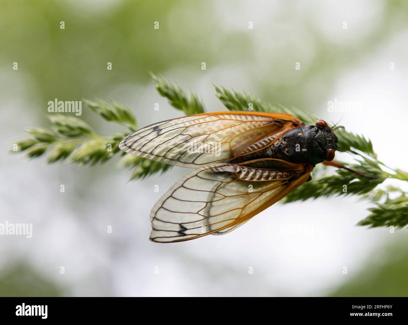 cicadas Stock Photo