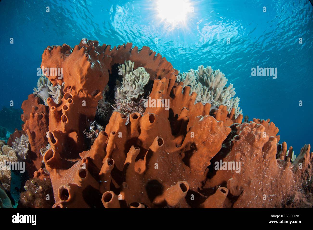 Sponge, Porifera Phylum, with sun in background, Avalanche dive site