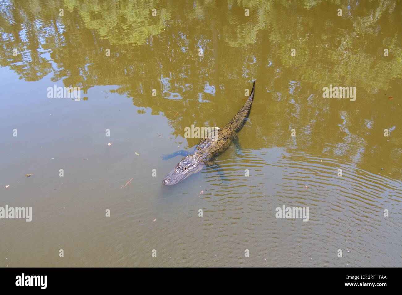 Aerial view of an adult American Alligator in Mobile Bay, Daphne