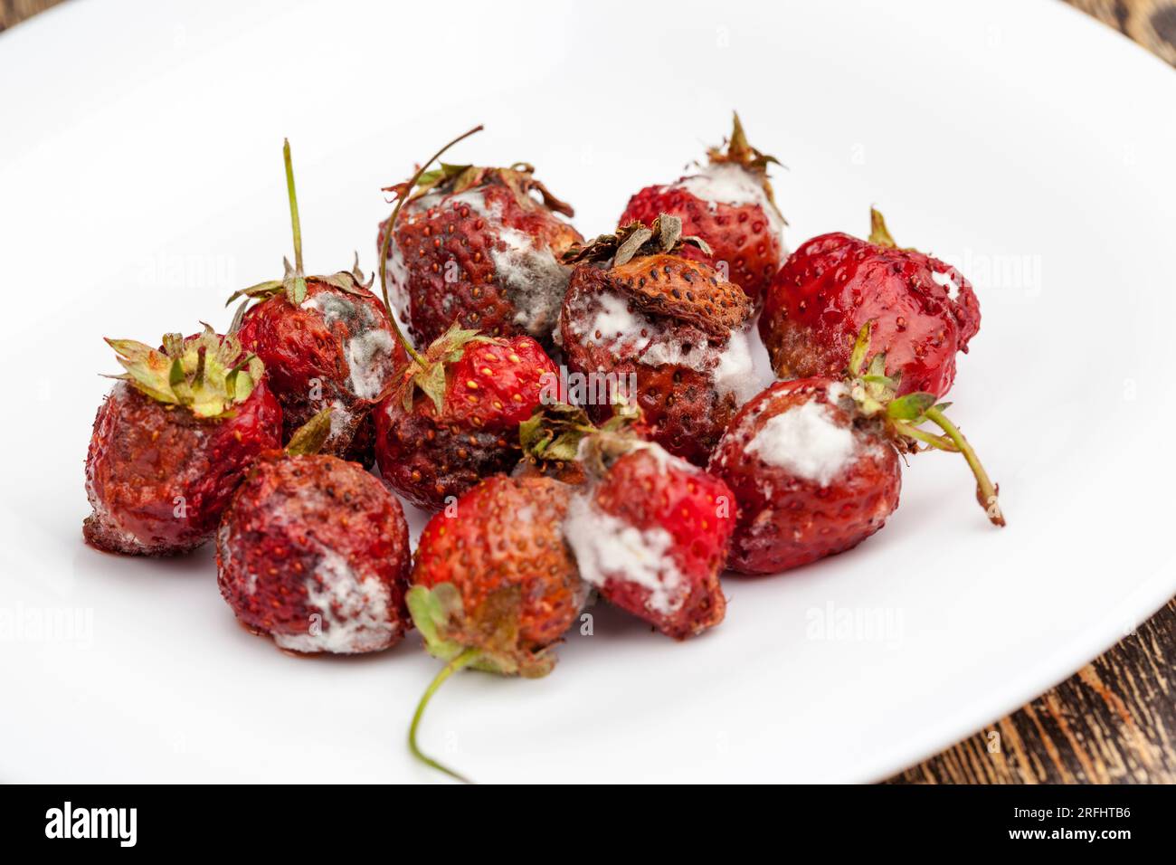 moldy rotting red strawberries, spoiled red strawberries covered with mold and rot Stock Photo