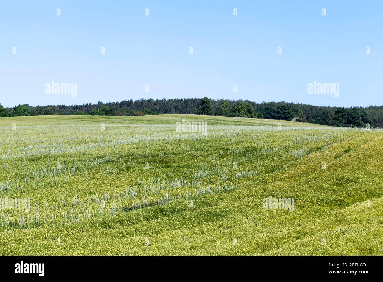 summer season rye plants against the blue sky, rye field with green ...